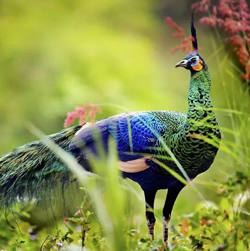 سیب زمینی تنوری